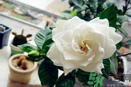 梔子花可以降血糖嗎？梔子花茶可以降血糖嗎？