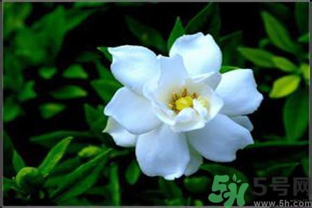 梔子花可以降血糖嗎？梔子花茶可以降血糖嗎？