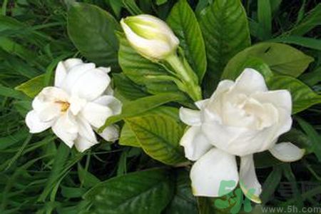 寶寶聞梔子花的味道會(huì)過敏嗎 寶寶聞梔子花的味道會(huì)過敏嗎