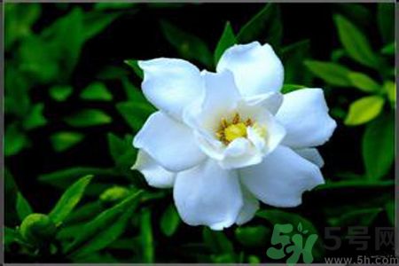 梔子花的葉子為什么會發(fā)黃？梔子花的葉子發(fā)黃了怎么辦？