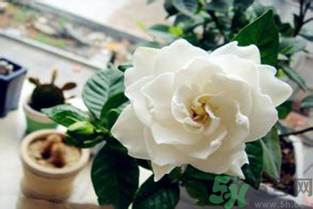 梔子花茶是熱性還是涼性？梔子花茶是涼性的嗎？