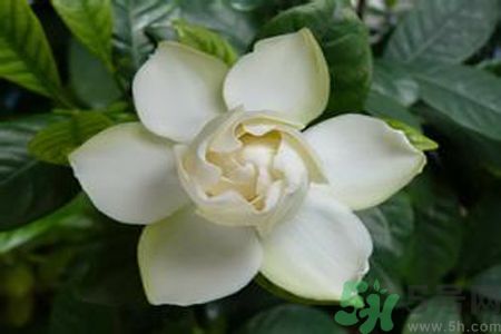 梔子花茶是熱性還是涼性？梔子花茶是涼性的嗎？