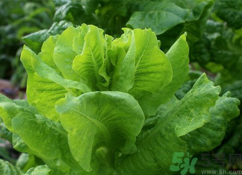 萵筍發(fā)紅還能吃嗎？萵筍發(fā)紅是怎么回事