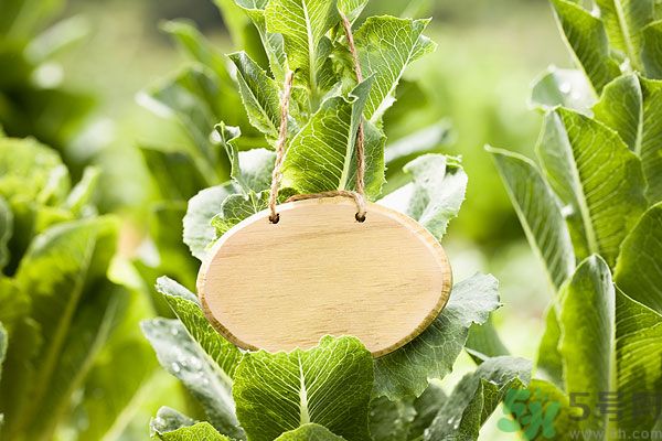 木瓜是水果還是蔬菜？青木瓜是水果嗎？