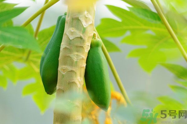 木瓜是水果還是蔬菜？青木瓜是水果嗎？