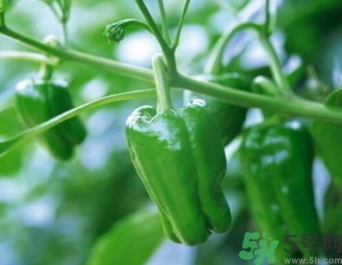 南瓜可以和辣椒一起吃嗎？南瓜辣椒一起吃好嗎？