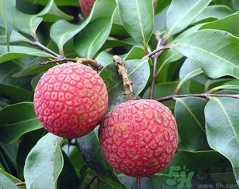 荔枝可以和西瓜一起吃嗎?荔枝能和西瓜同吃嗎? 荔枝可以和西瓜一起吃嗎?荔枝能和西瓜同吃嗎?