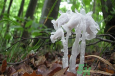 陜西發(fā)現(xiàn)死亡之花 水晶蘭為什么叫死亡之花？