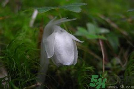 陜西發(fā)現(xiàn)死亡之花 水晶蘭為什么叫死亡之花？