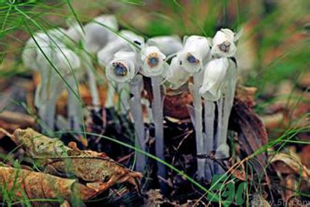 陜西發(fā)現(xiàn)死亡之花 水晶蘭為什么叫死亡之花？