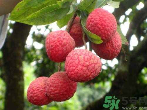 山竹可以和荔枝一起吃嗎？山竹能和荔枝同吃嗎？