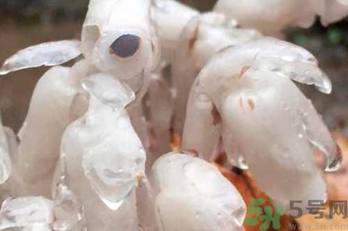 死亡之花是什么花?死亡之花有哪些 死亡之花是什么花?死亡之花有哪些