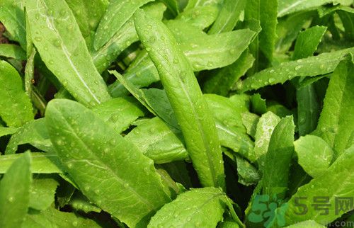 萵筍葉和油麥菜有什么區(qū)別? 萵筍葉和油麥菜有什么區(qū)別?