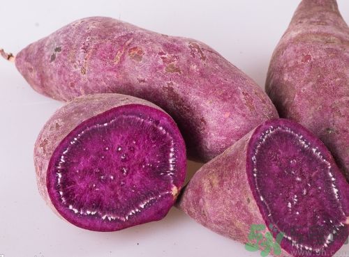 紫薯可以生吃嗎?紫薯生吃有什么好處 紫薯可以生吃嗎?紫薯生吃有什么好處