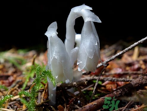 死亡之花可以吃嗎？死亡之花吃了會中毒嗎？