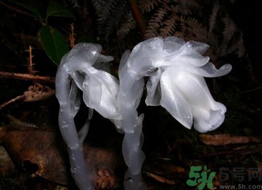 死亡之花可以吃嗎？死亡之花吃了會中毒嗎？