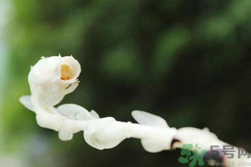 死亡之花可以吃嗎？死亡之花吃了會(huì)中毒嗎？