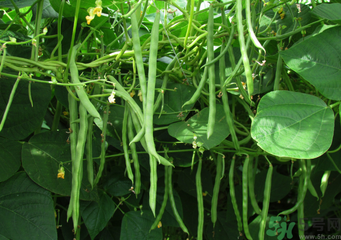 四季豆能包餃子嗎？吃煎餃好還是吃水餃好？