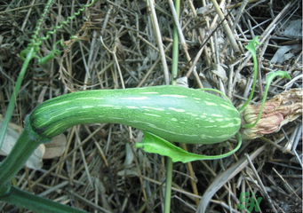 南瓜苦是怎么回事？南瓜發(fā)苦是什么原因？