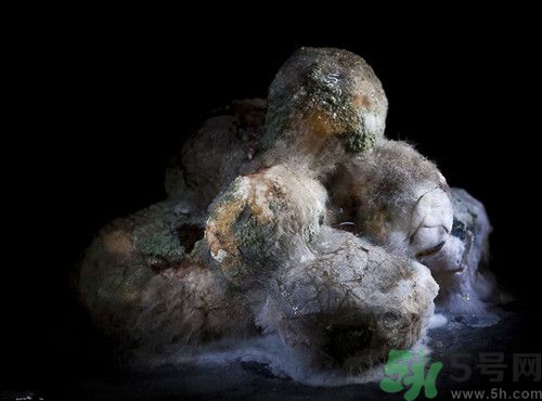 南瓜長毛了還能吃嗎?南瓜長毛吃了怎么辦 南瓜長毛了還能吃嗎?南瓜長毛吃了怎么辦