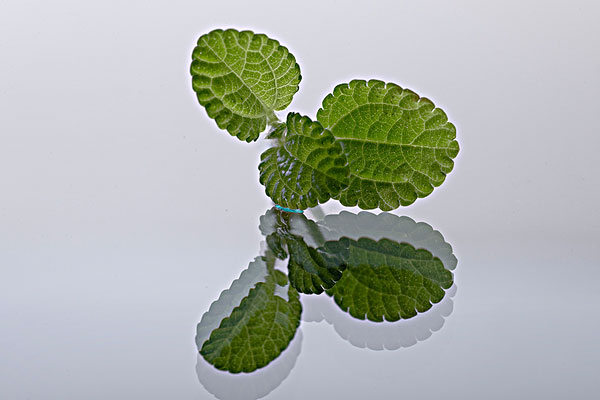 薄荷能治蕁麻疹嗎？蕁麻疹喝薄荷茶有用嗎？