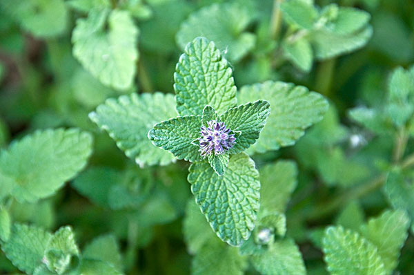 薄荷能治蕁麻疹嗎？蕁麻疹喝薄荷茶有用嗎？