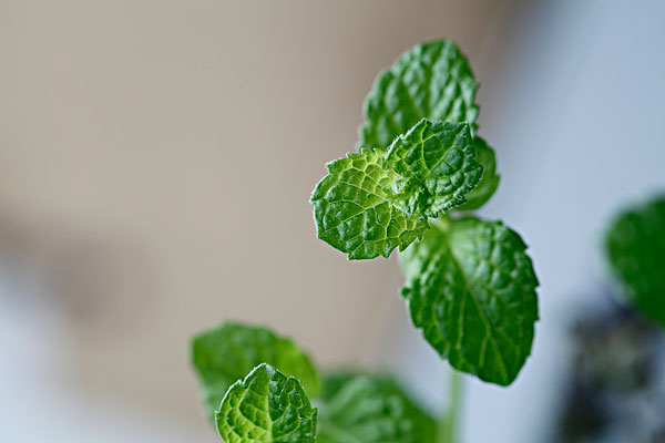 薄荷能治蕁麻疹嗎？蕁麻疹喝薄荷茶有用嗎？