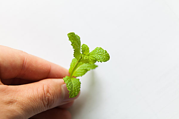 薄荷能治蕁麻疹嗎？蕁麻疹喝薄荷茶有用嗎？