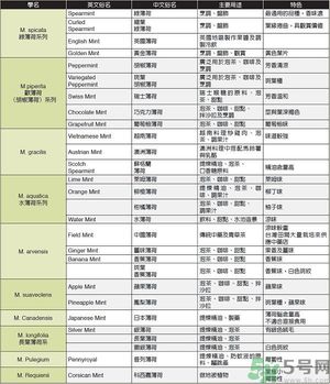 薄荷能美白嗎？薄荷的功效與作用