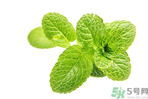 薄荷能美白嗎？薄荷的功效與作用