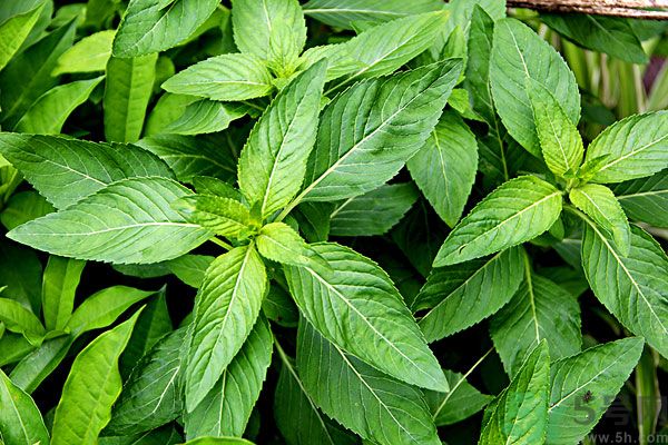 薄荷能美白嗎？薄荷的功效與作用