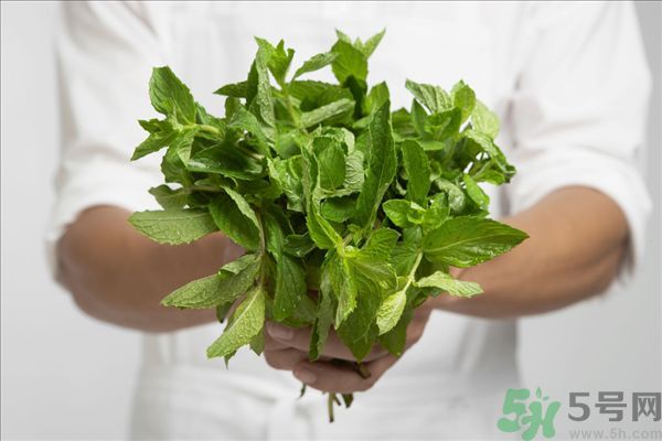 薄荷能美白嗎？薄荷的功效與作用