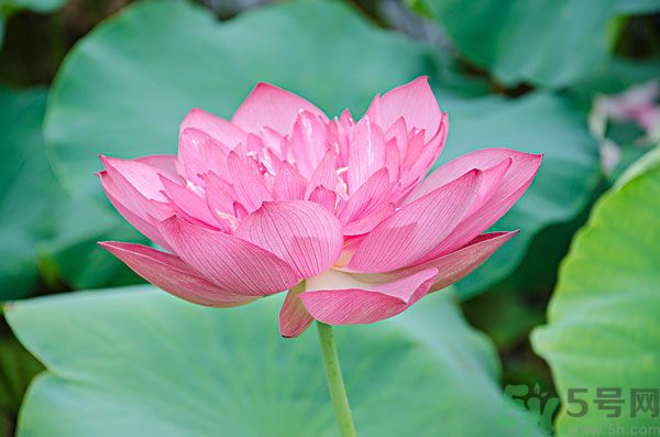 蓮藕里面的泥怎么清理？蓮藕里面的泥巴怎么洗？