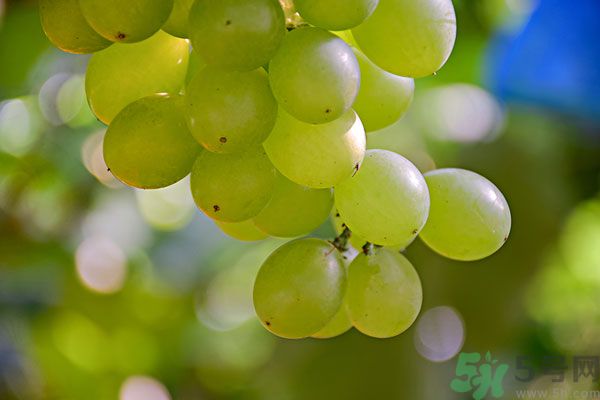 吃提子有什么好處？提子的功效與作用