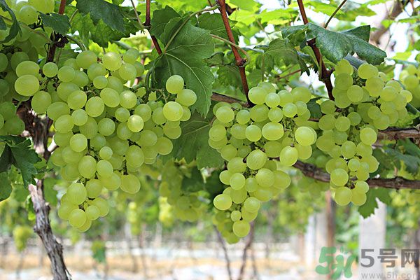 吃提子有什么好處？提子的功效與作用