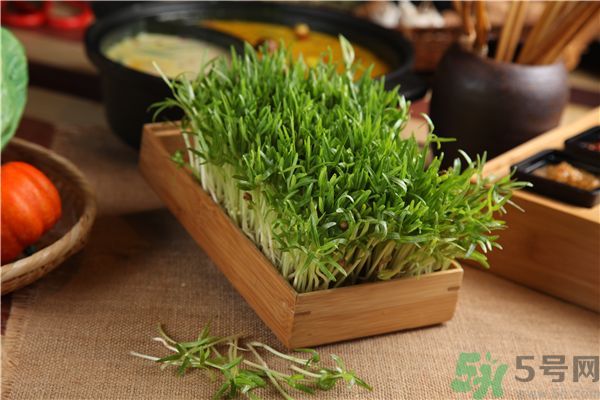 空心菜是菠菜嗎？空心菜是不是菠菜？