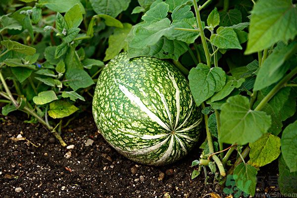 南瓜吃了可以打蟲嗎？吃南瓜能殺蟲嗎？