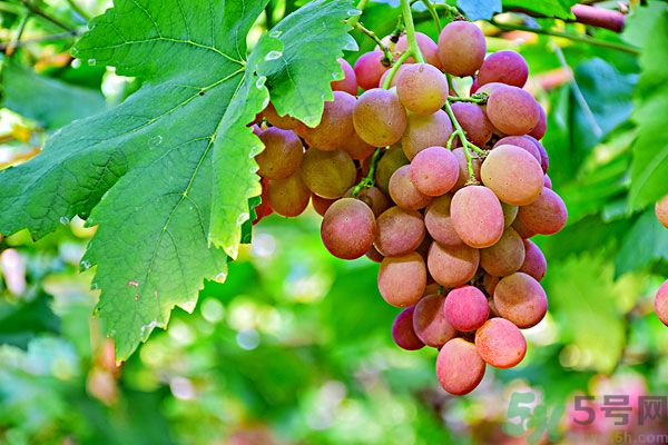 吃提子會(huì)上火嗎？上火能吃提子嗎？