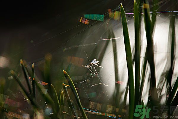 夏天帶孩子出去玩怎么預(yù)防蚊子 戶外怎么防蚊子 夏天帶孩子出去玩怎么預(yù)防蚊子 戶外怎么防蚊子