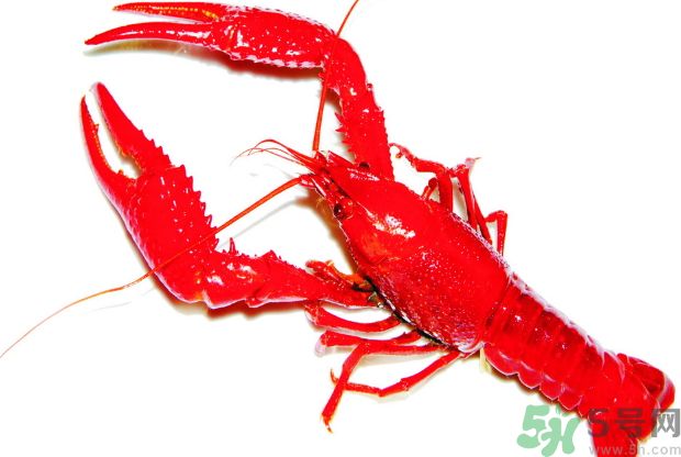 龍蝦怎么抽黑線?龍蝦怎么抽筋? 龍蝦怎么抽黑線?龍蝦怎么抽筋?