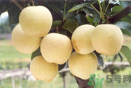 吃雪梨能美白嗎?吃雪梨有什么好處 吃雪梨能美白嗎?吃雪梨有什么好處