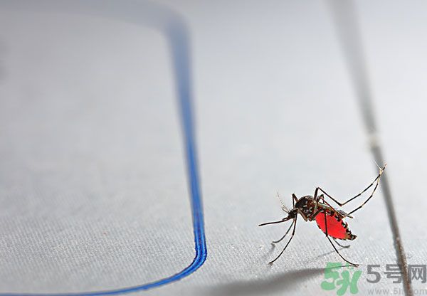 點(diǎn)蚊香為什么還有蚊子？為什么點(diǎn)蚊香沒有用了？