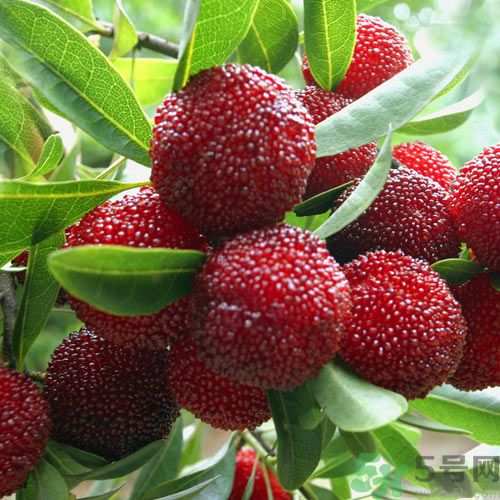 吃楊梅可以防止中暑嗎？中暑可以吃楊梅嗎？