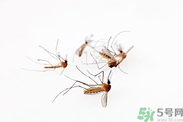 點(diǎn)蚊香為什么還有蚊子？為什么點(diǎn)蚊香沒有用了？