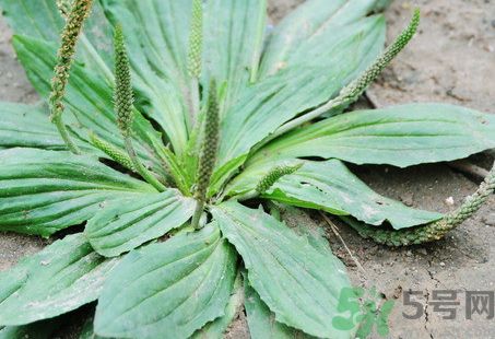車前草泡腳有什么好處?車前草泡腳的功效與作用 車前草泡腳有什么好處?車前草泡腳的功效與作用