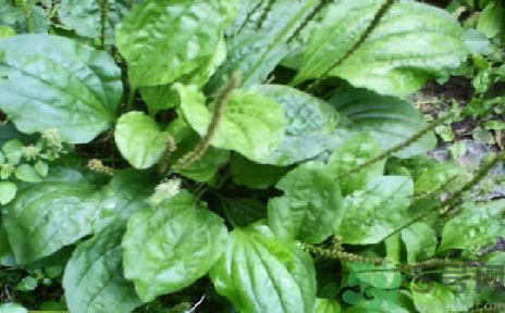 車前草可以退燒嗎?車前草能退燒嗎? 車前草可以退燒嗎?車前草能退燒嗎?