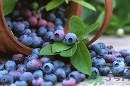 藍(lán)莓是不是發(fā)物？藍(lán)莓是發(fā)物嗎？
