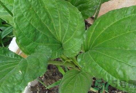 車前草可以治痛風(fēng)嗎?車前草能治痛風(fēng)嗎? 車前草可以治痛風(fēng)嗎?車前草能治痛風(fēng)嗎?