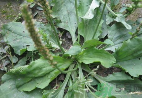 車(chē)前草可以治腎結(jié)石嗎?車(chē)前草能治腎結(jié)石嗎?