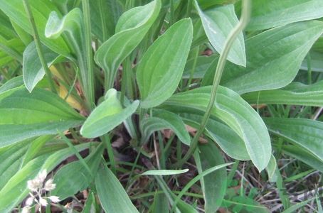 車(chē)前草可以治腎結(jié)石嗎?車(chē)前草能治腎結(jié)石嗎?